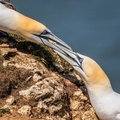 Carl Lane - Gannet Fight- First.jpg